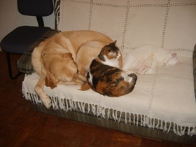 foto: as gatinhas Jully e Jujuba dormindo com Cizar