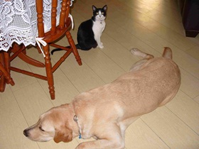 foto: Cizar dorme enquanto Joy olha atentamente para a cmera