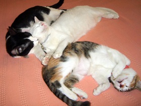 foto: As gatinhas Joy, Jully e Jujuba