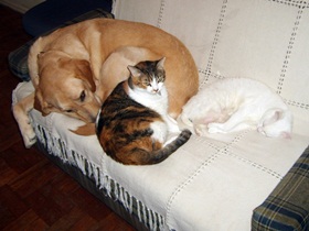 foto: Cizar dorme no sof com Jujuba e Jully