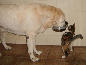 foto: Gem bebe gua enquanto Jujuba observa atentamente