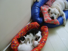 foto: Gem dorme em sua cama enquanto Joy e Jully dormem em outra caminha ao lado