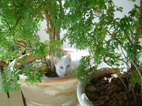 foto: Jully deitada num vaso klardo sobre a rvore plantada